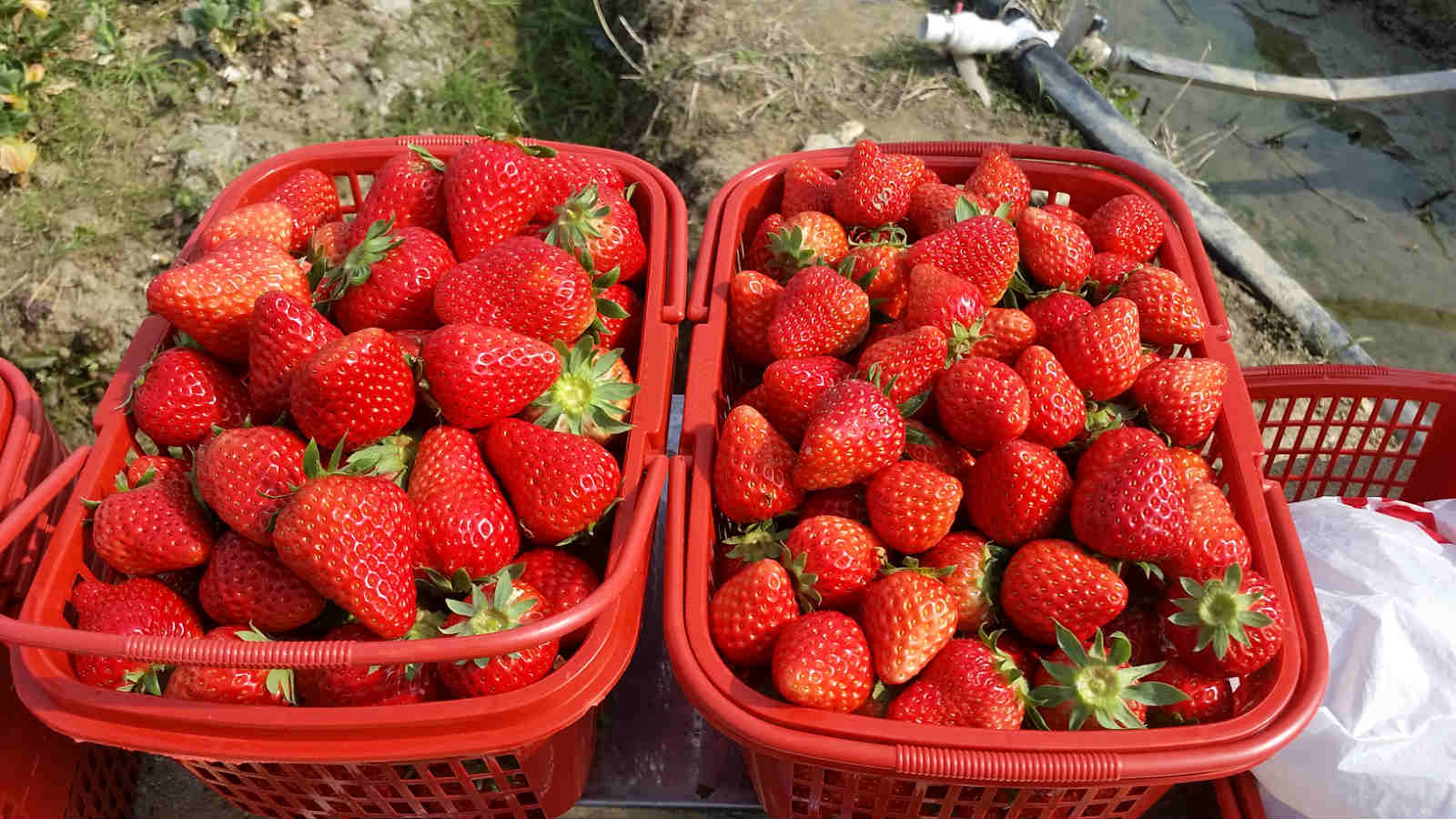 苏州西山草莓采摘季