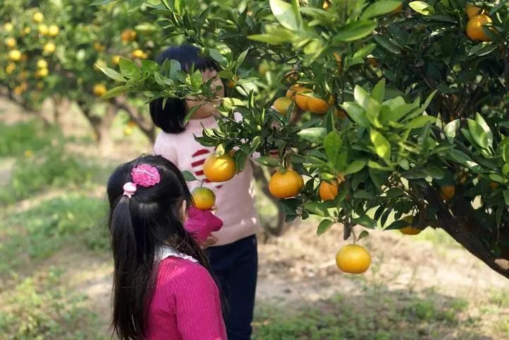 苏州西山采摘，水果不断欢乐常在